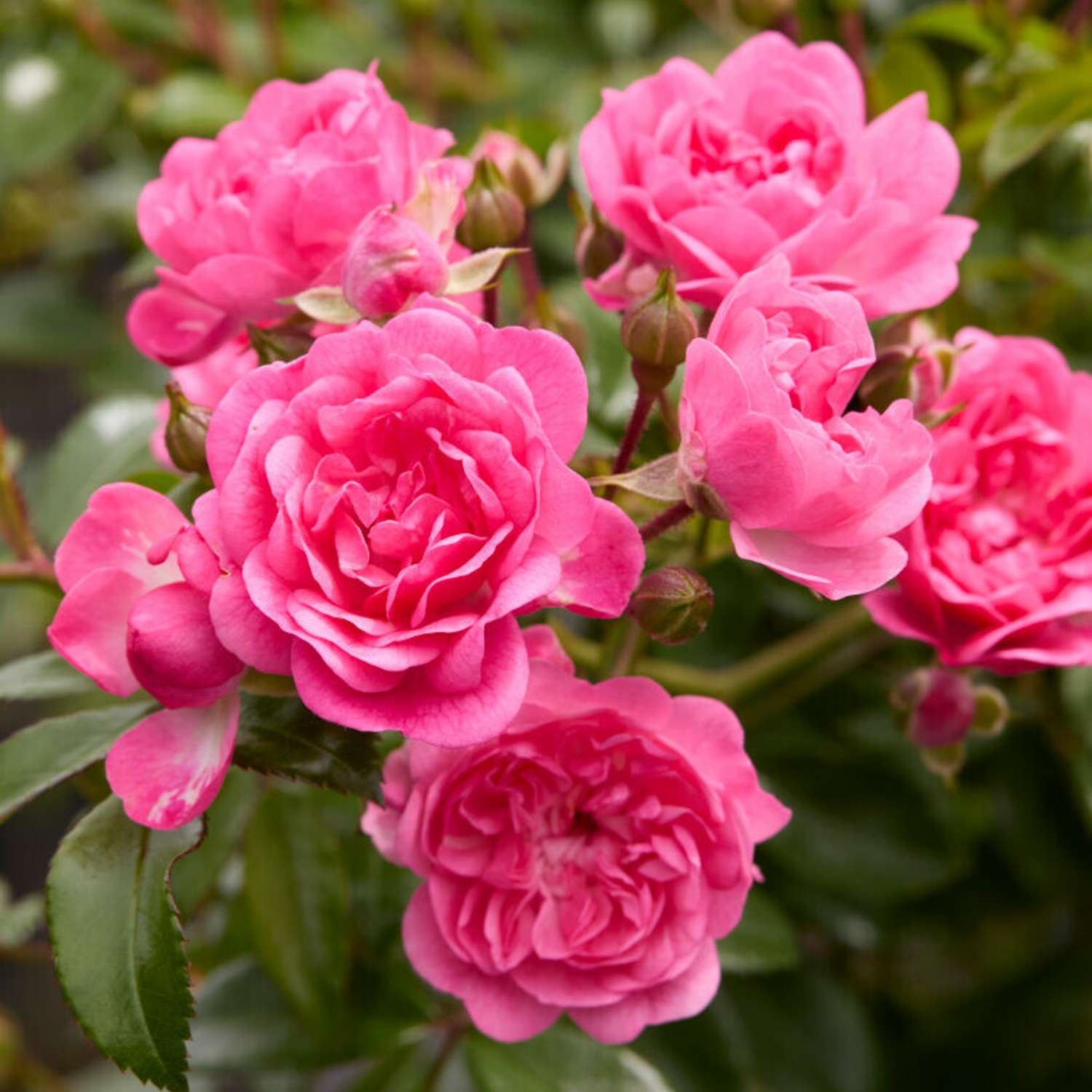 Rose 'Pink Fairy'